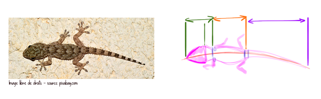 image de référence pour le dessin du lézard