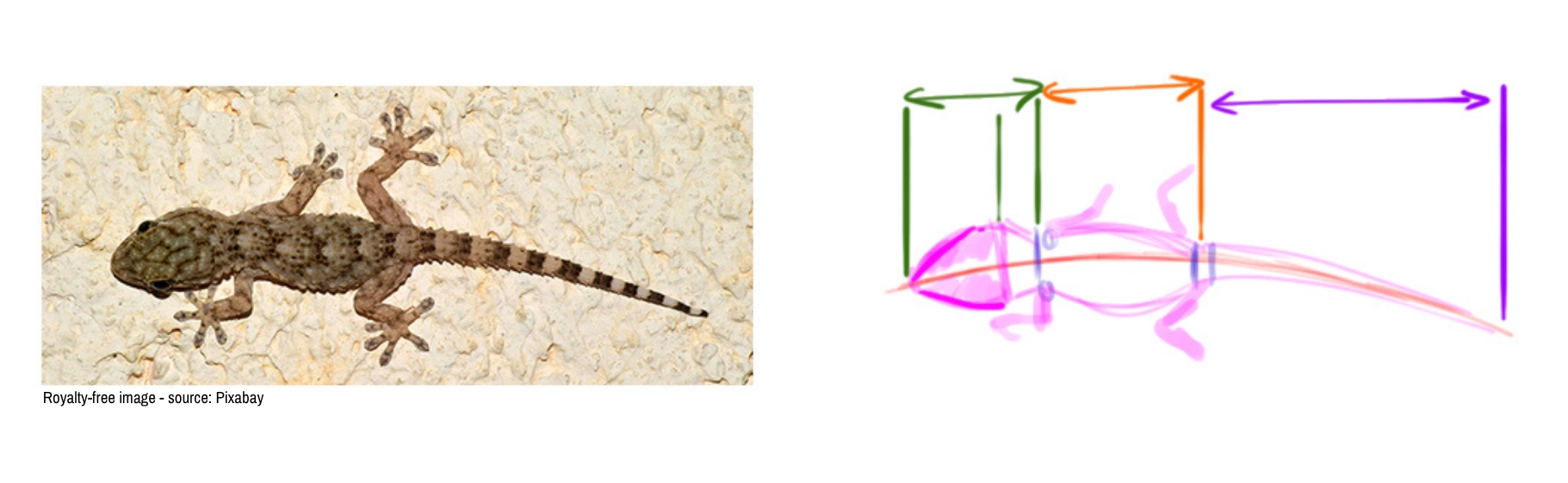 reference image for the lizard drawing