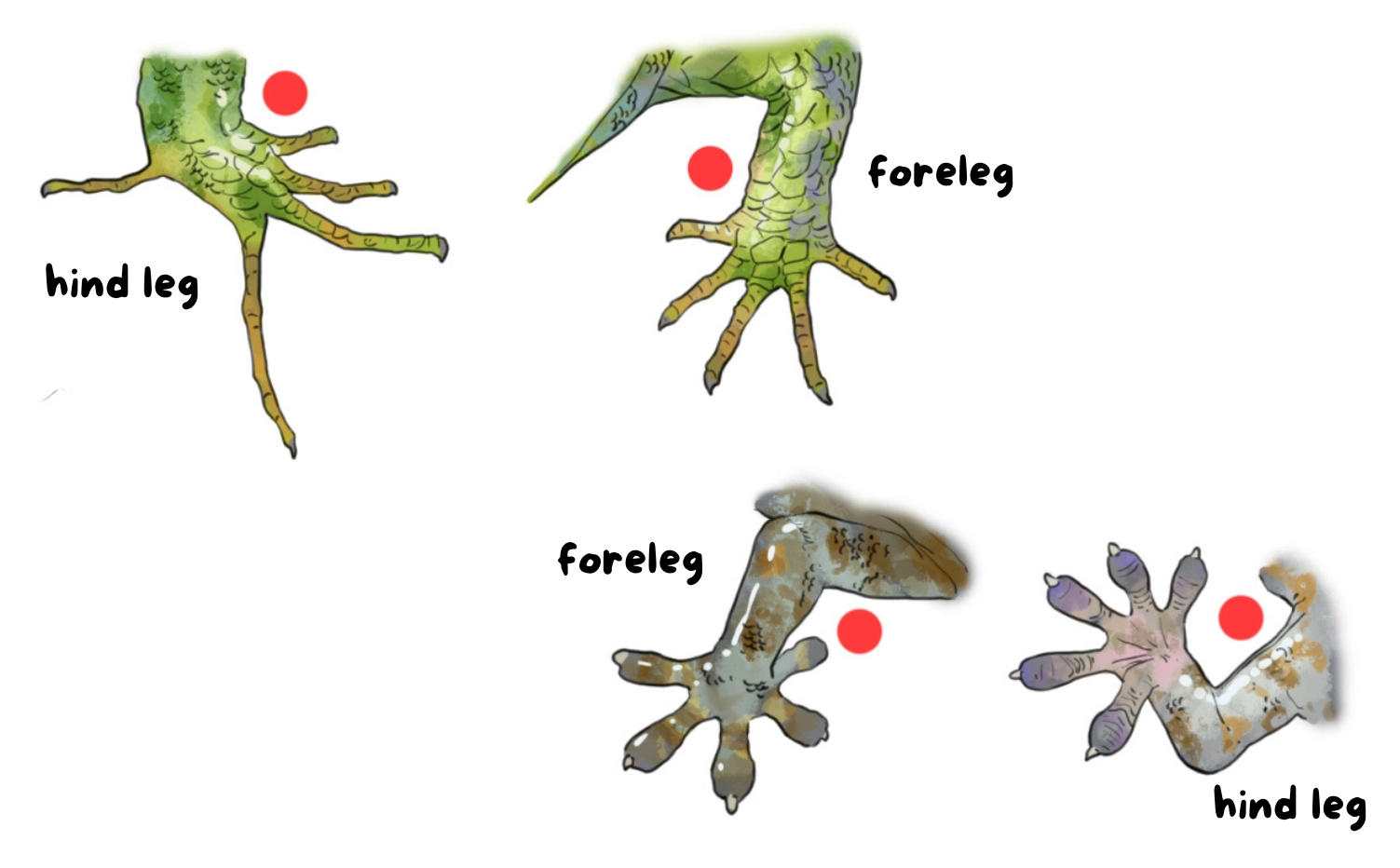 drawing of a lizard's legs