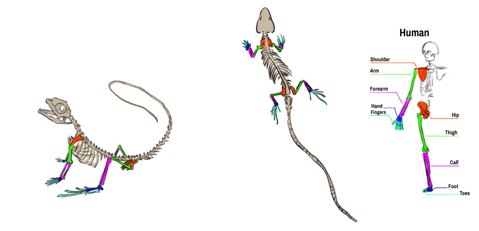 diagram of a lizard's skeleton