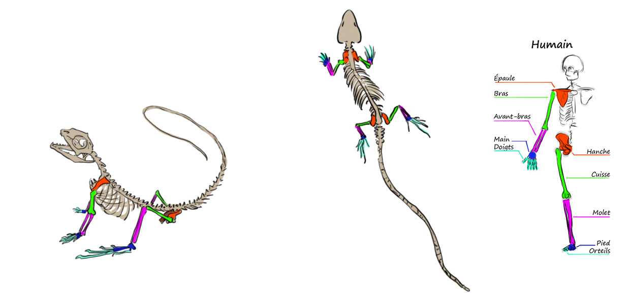 schéma dessiné du squelette du lézard