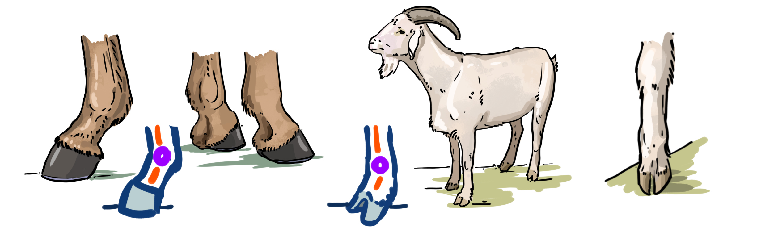 choix des sabots pour le dessin de licorne