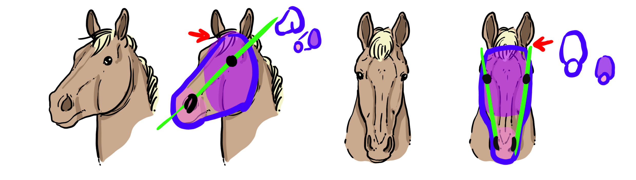 schéma explicatif de la tête du cheval en vue du dessin de licorne 2