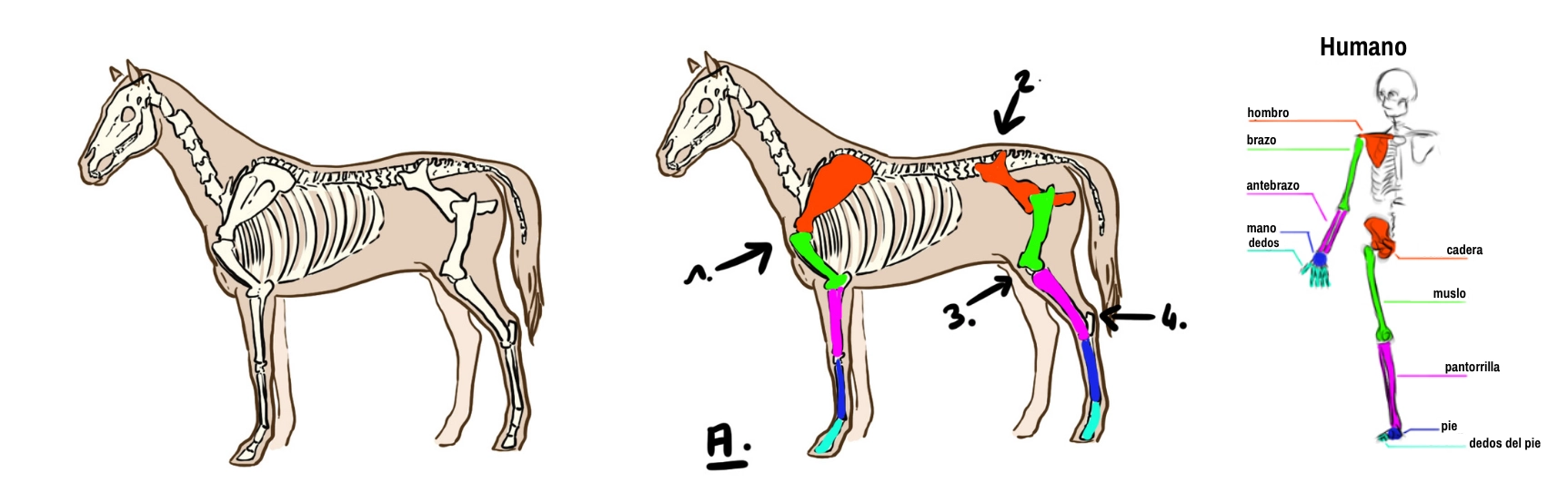 esquema explicativo de la morfología del caballo para el dibujo de un unicornio 1