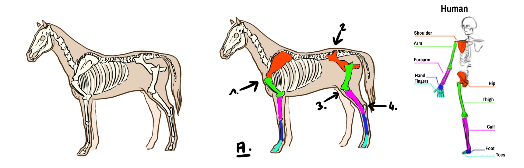 explanatory diagram of horse morphology for drawing a unicorn 1