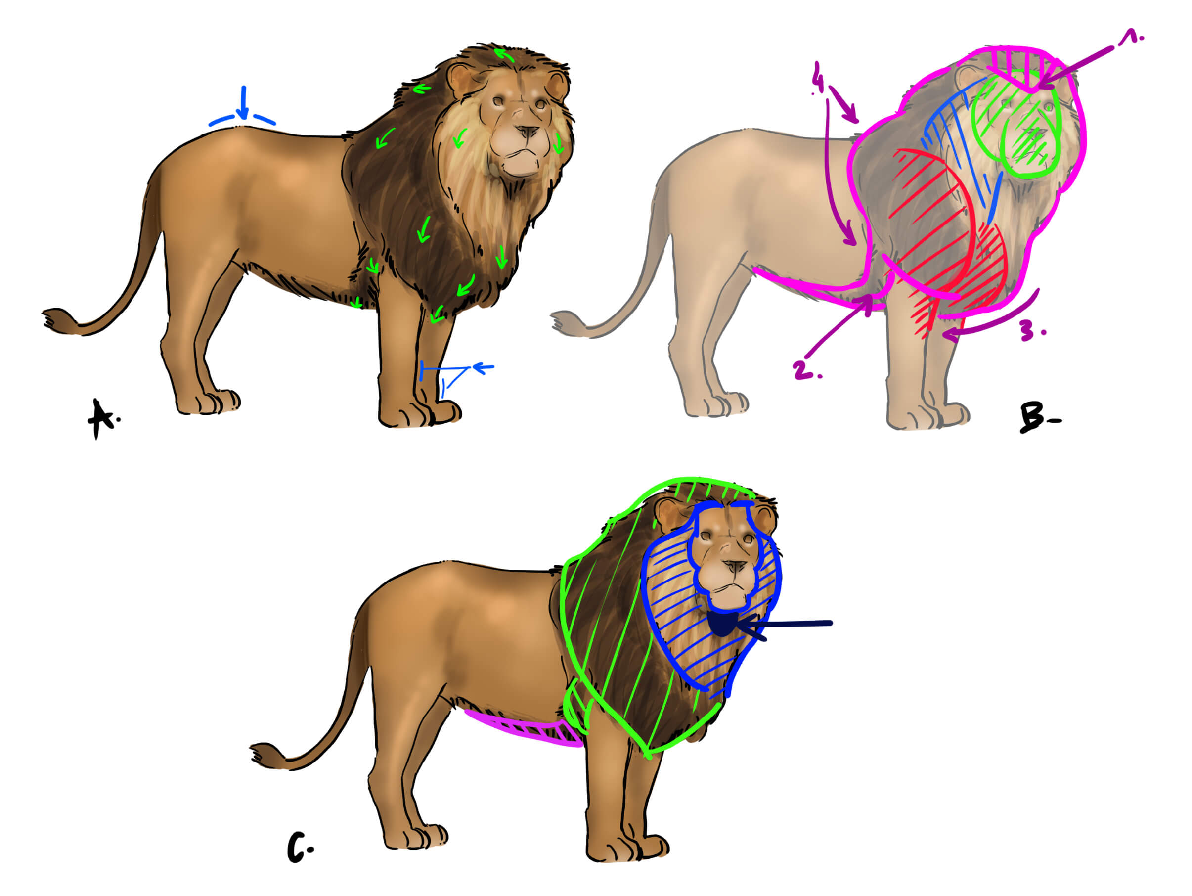 Dessiner la crinière du lion