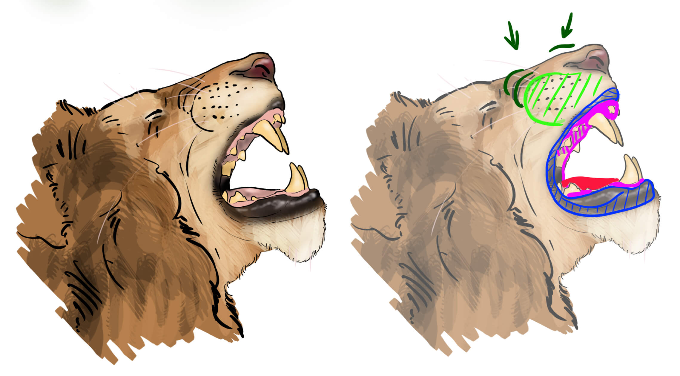 Dessiner la gueule du lion