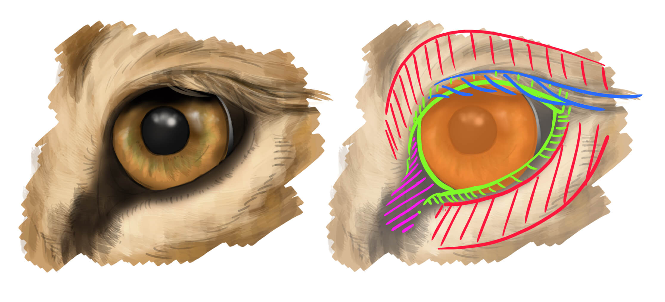 Dessiner l'oeil du lion