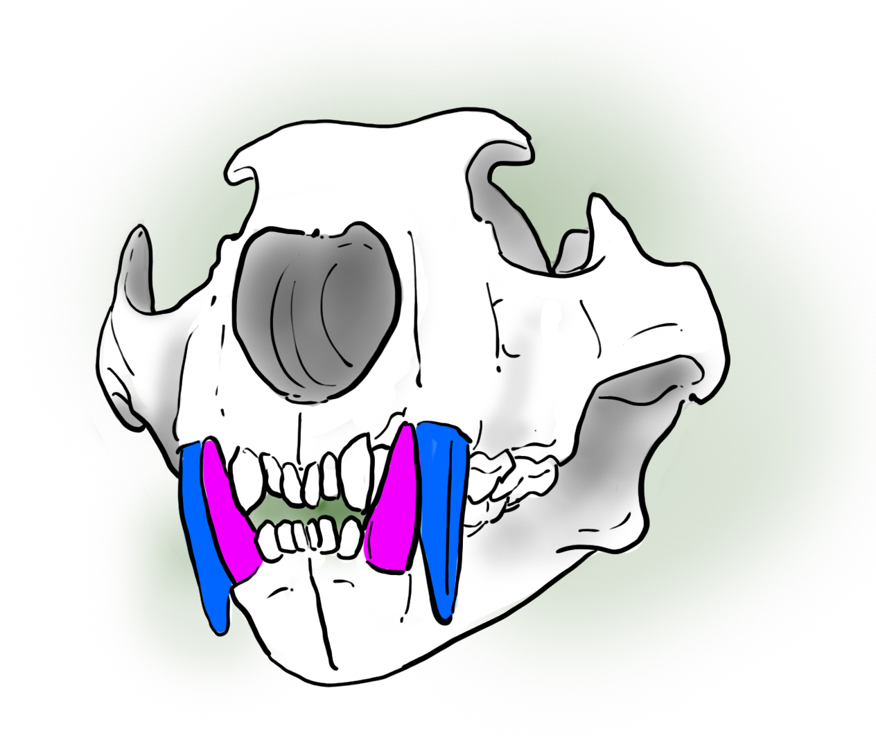 Schéma de la mâchoir du lion
