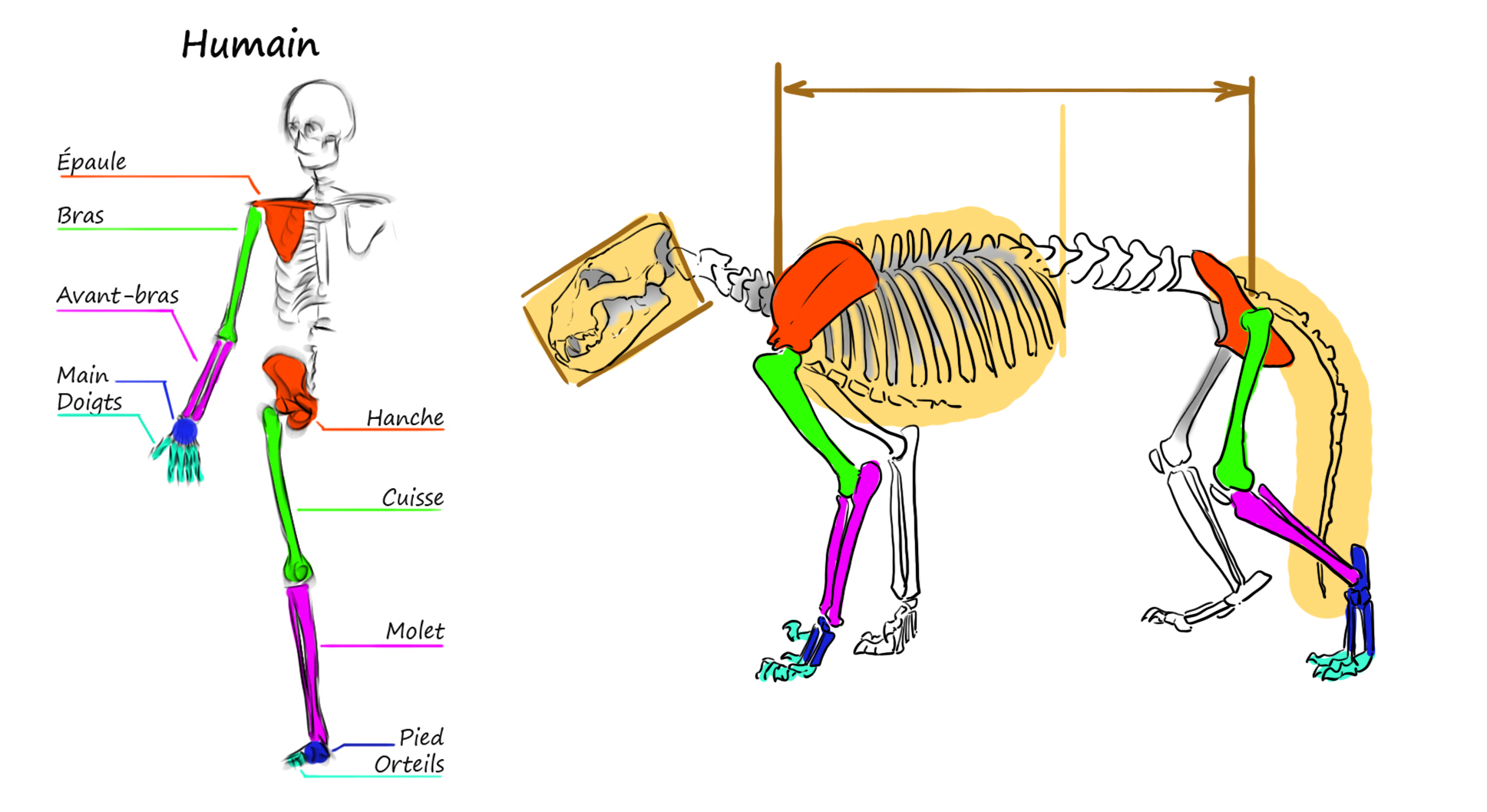 Squelle et anatomie du lion