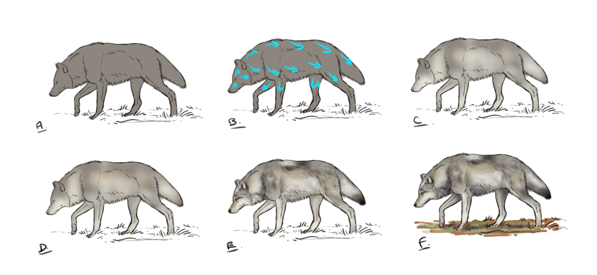 mettre en couleur le dessin de loup