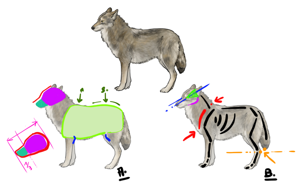 dessiner le corps du loup