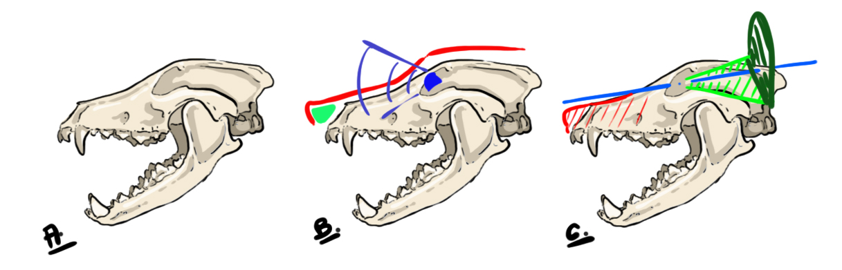 dessiner le crâne du loup