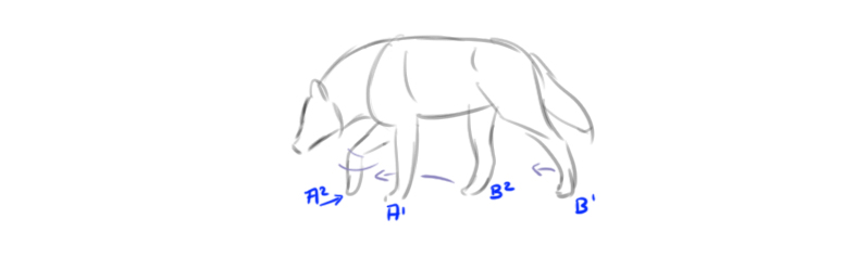 dessiner un loup en mouvement