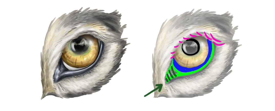 dessiner les yeux du loup