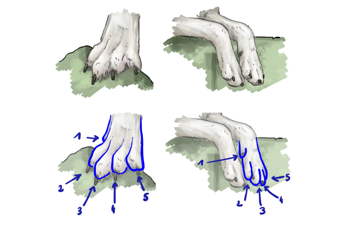 dessiner les pattes du loup