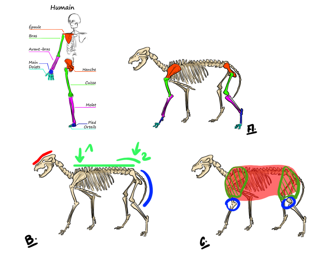 Dessiner le squelette du loup