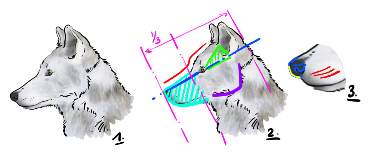 dessiner la tête du loup en vue de profil