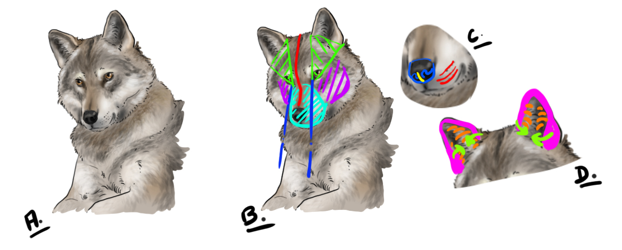 dessiner la tête du loup en vue de trois quart