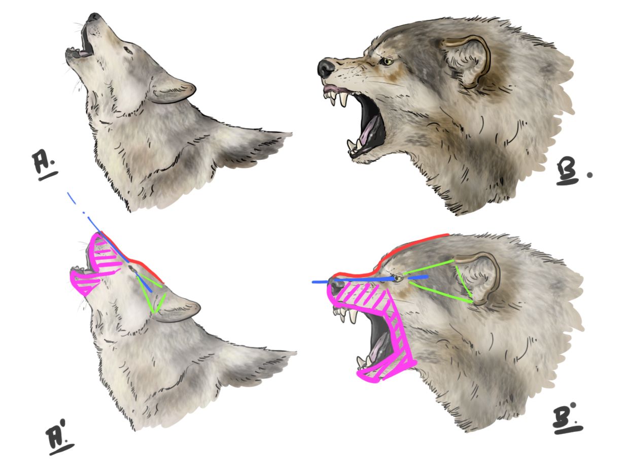 dessiner la tête du loup