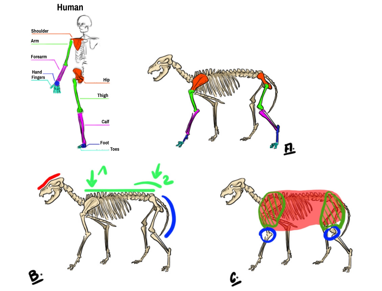 Draw the wolf's skeleton