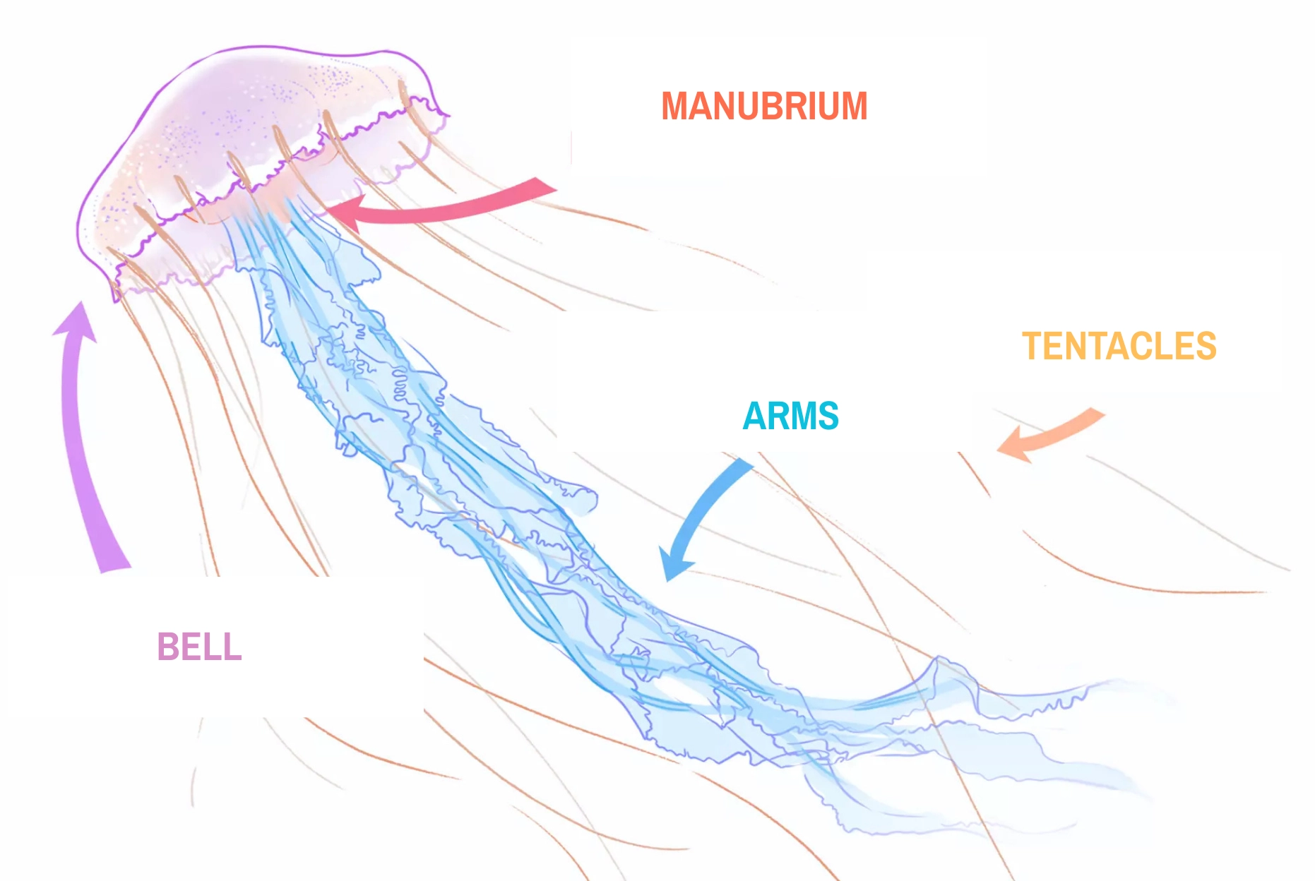 descriptive drawing of a jellyfish