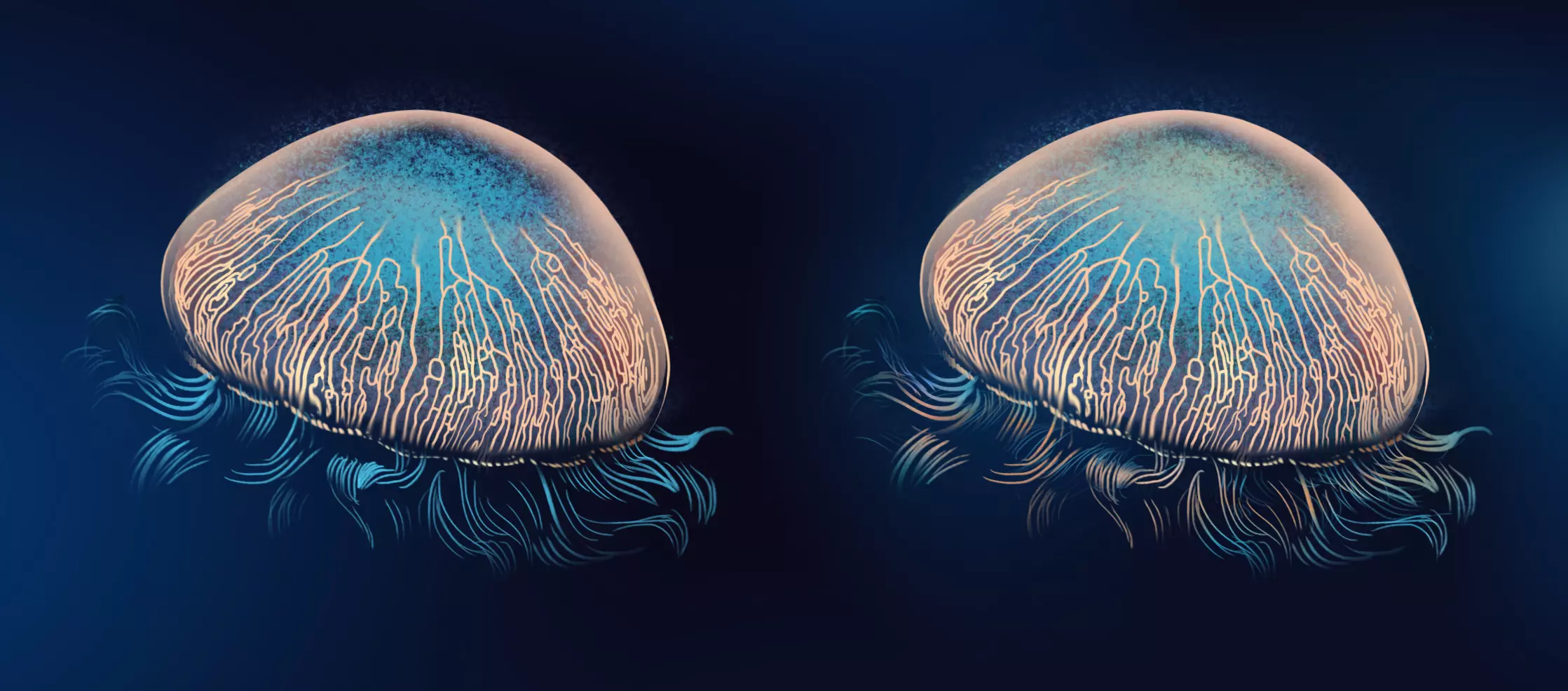 dessin des détails d’une méduse