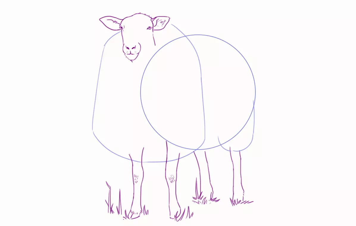 dessin des pattes du mouton