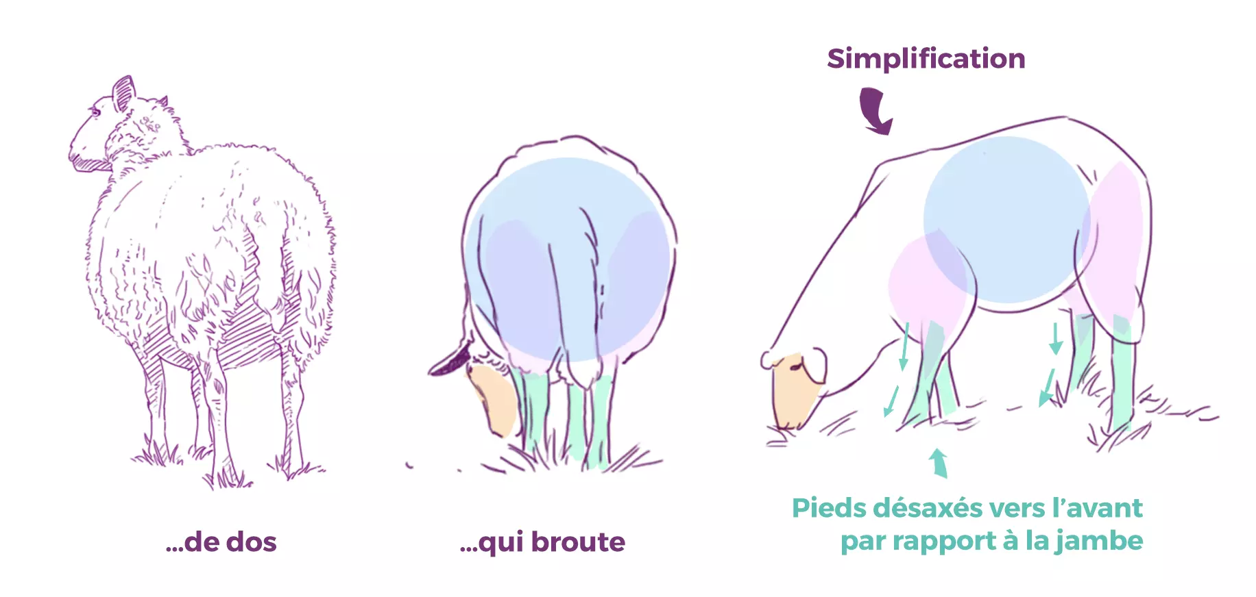 dessin de la structure d’un mouton