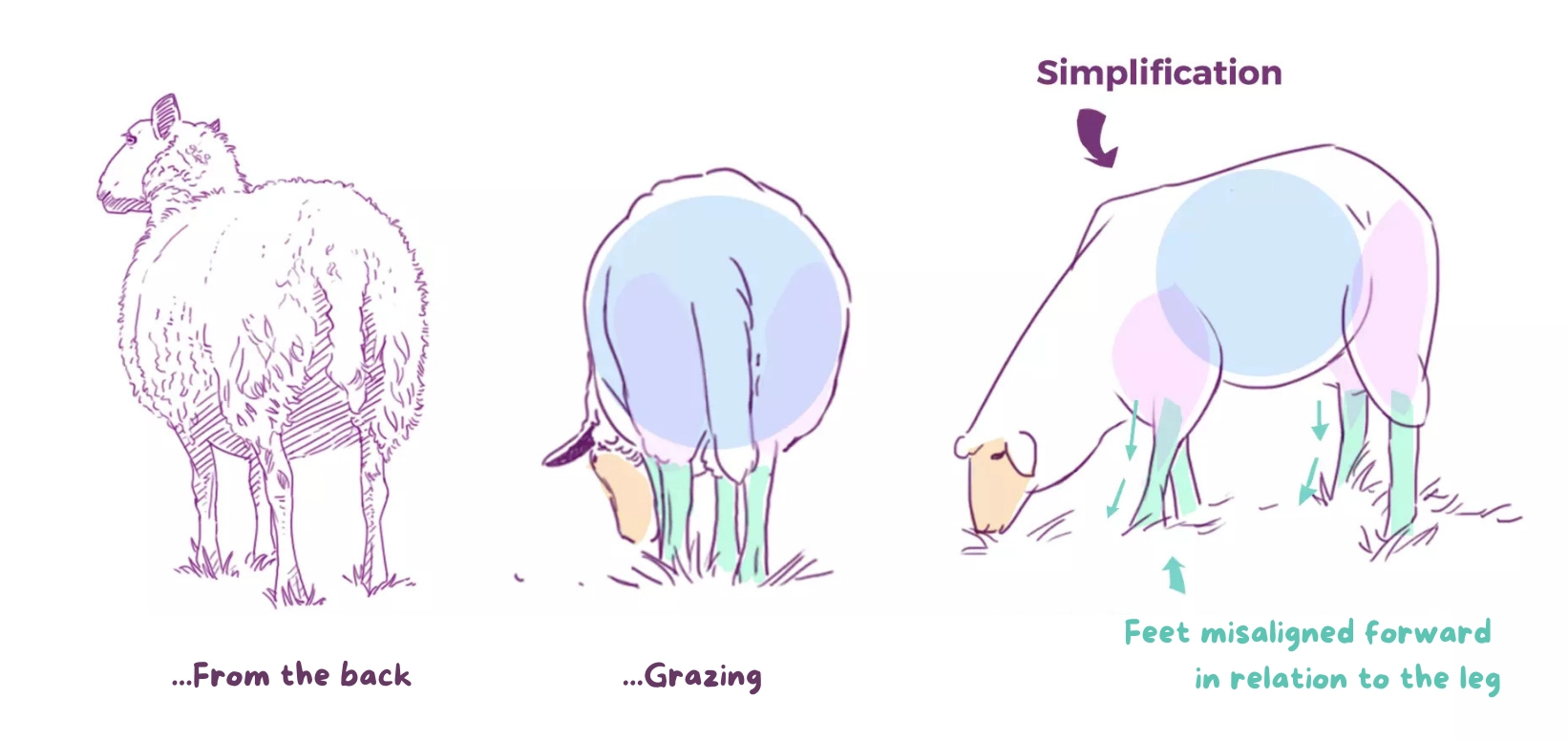 drawing of the pupil and hoof of a sheep