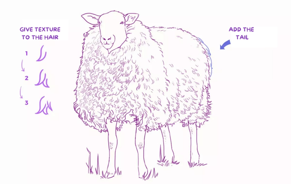 drawing of the texture of sheep's wool