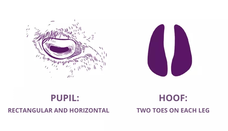 drawing of a sheep's structure