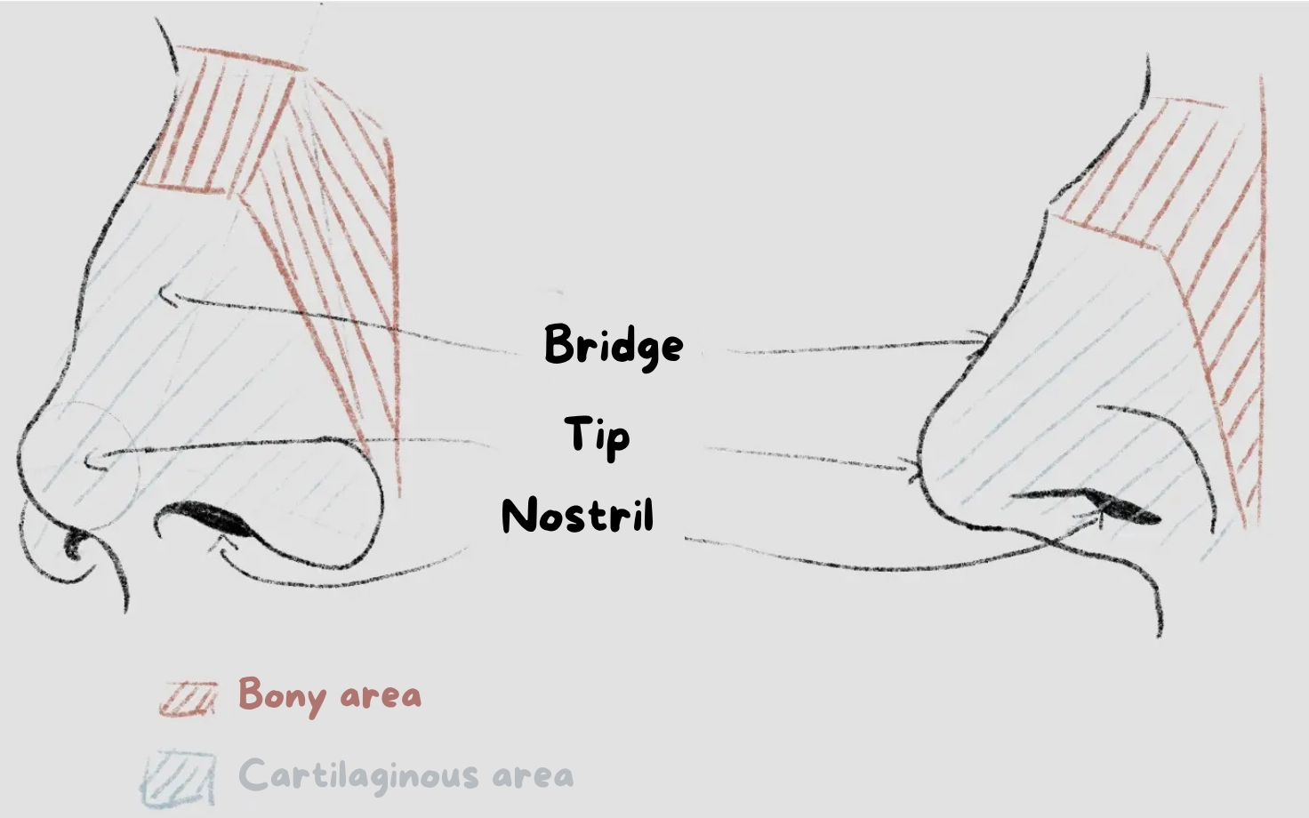 anatomy drawing of the nose