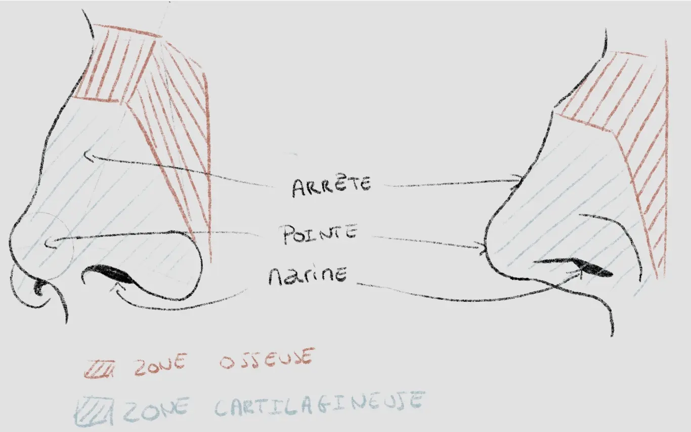 dessin de l’anatomie du nez
