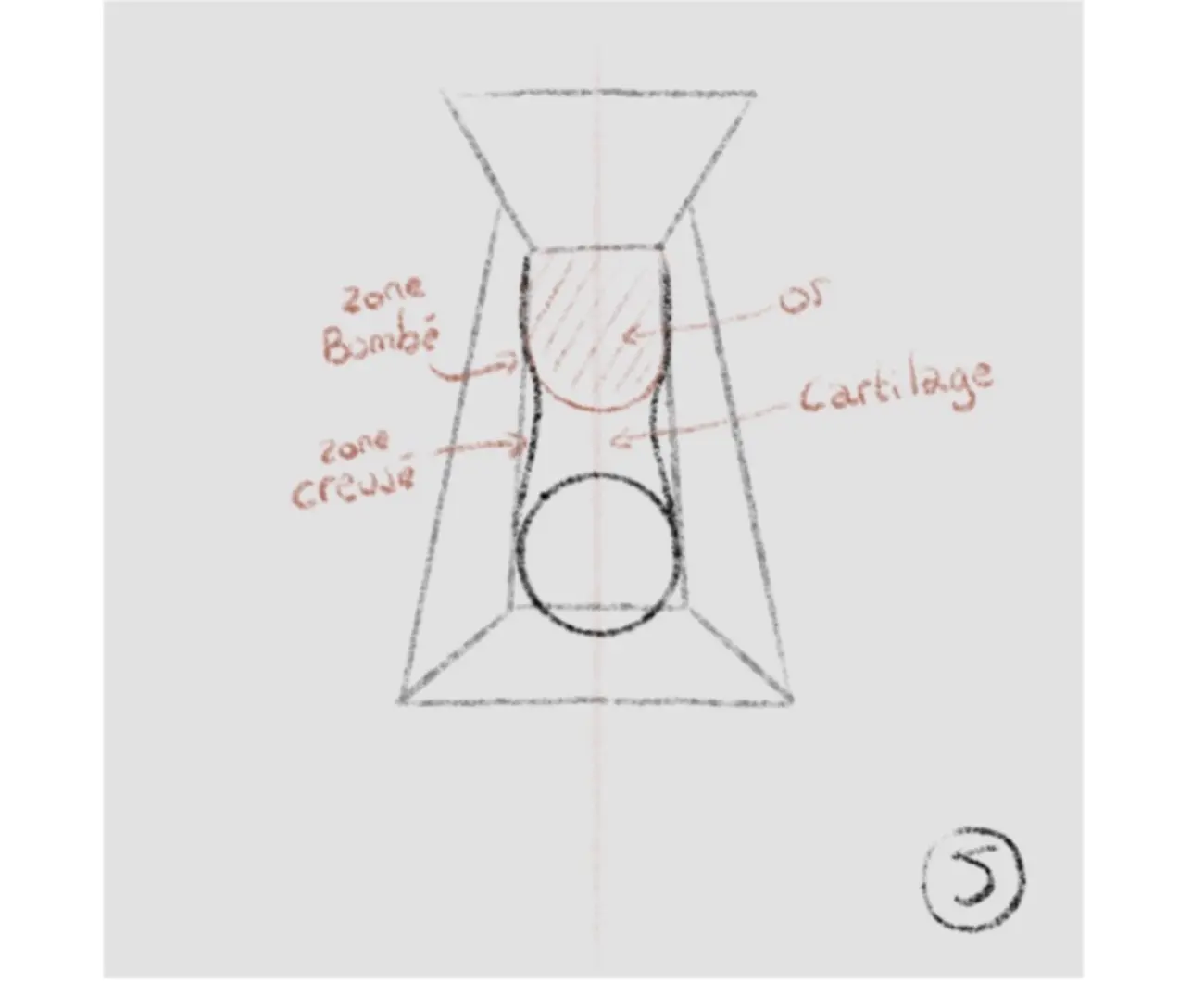 dessiner les bases d’un nez de face