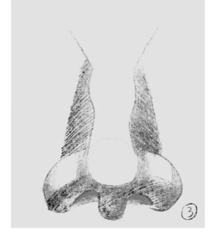 dessiner l’ombrage des narines d’un nez de face