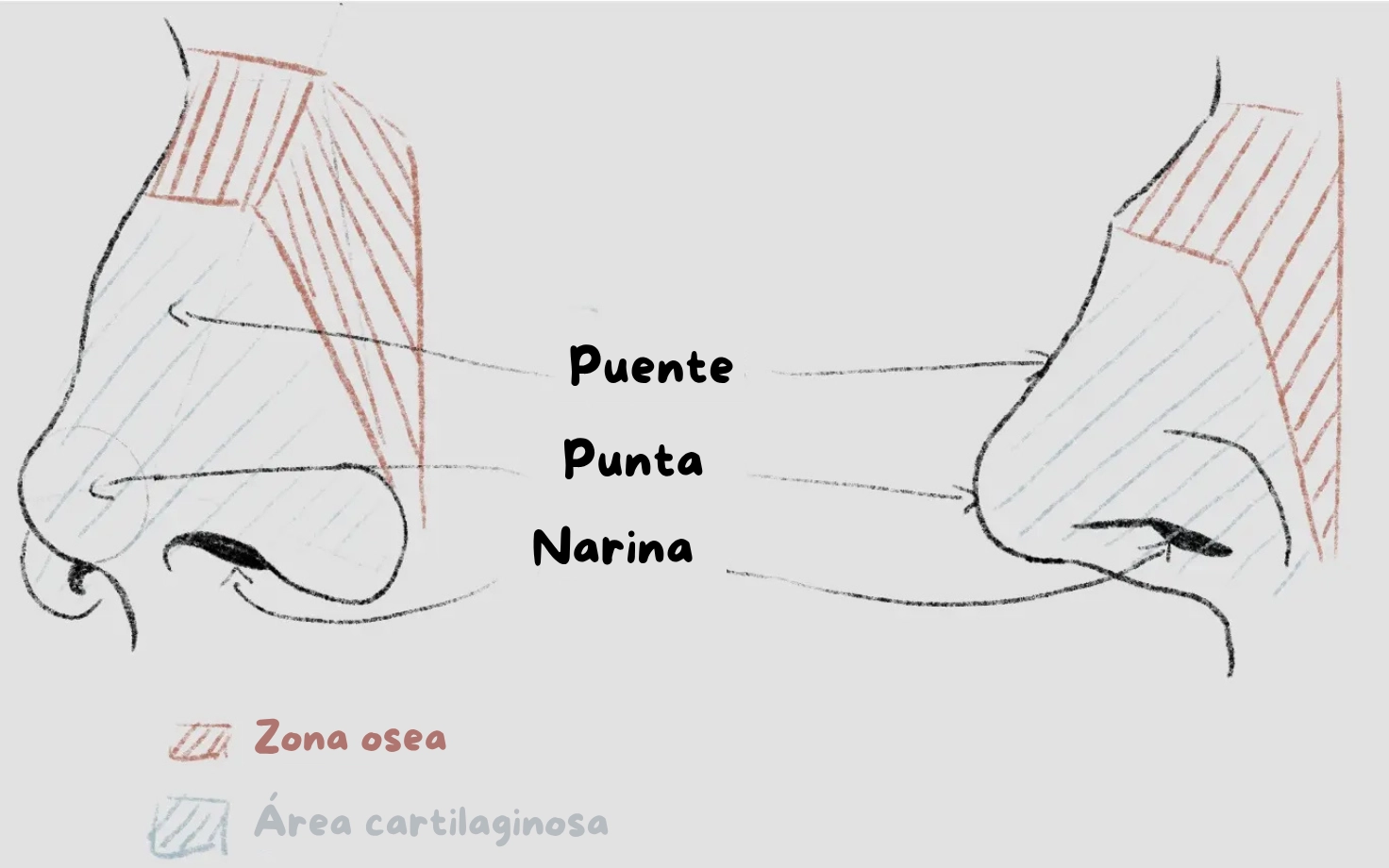 dibujo de la anatomía de la nariz