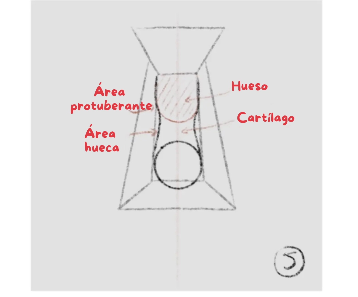 dibujar las bases de una nariz de frente