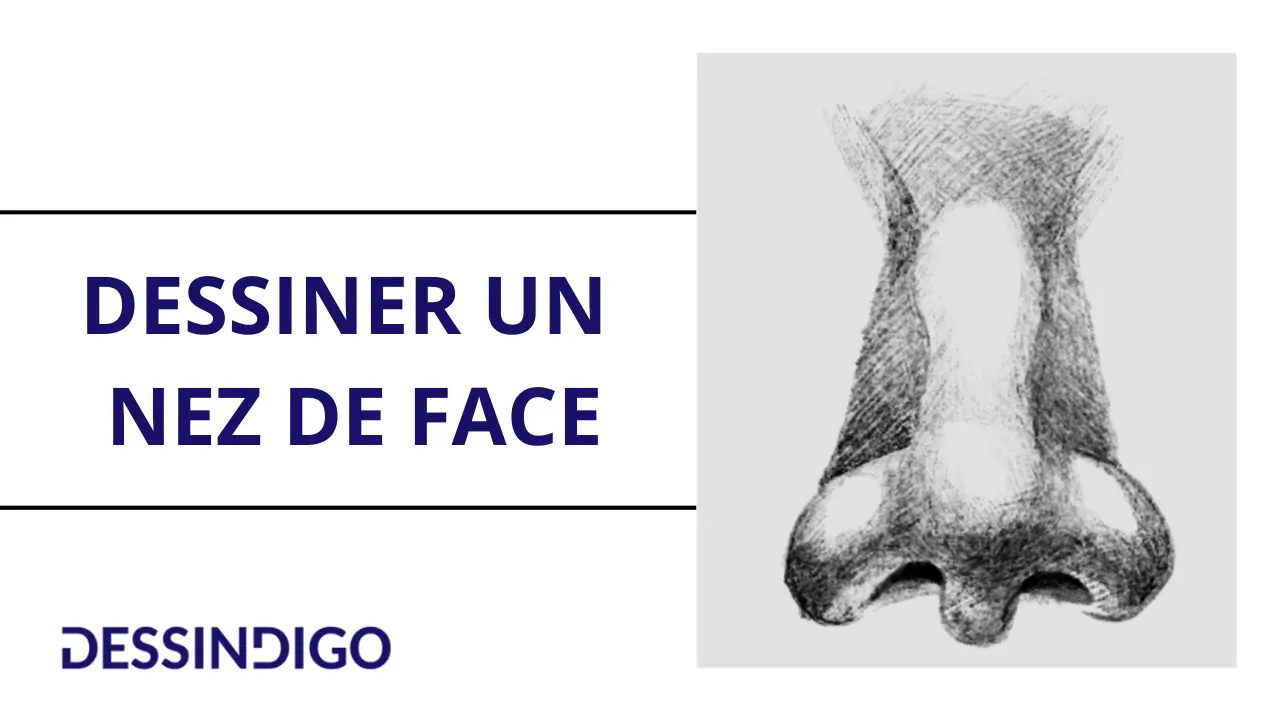 Dessiner un nez de face