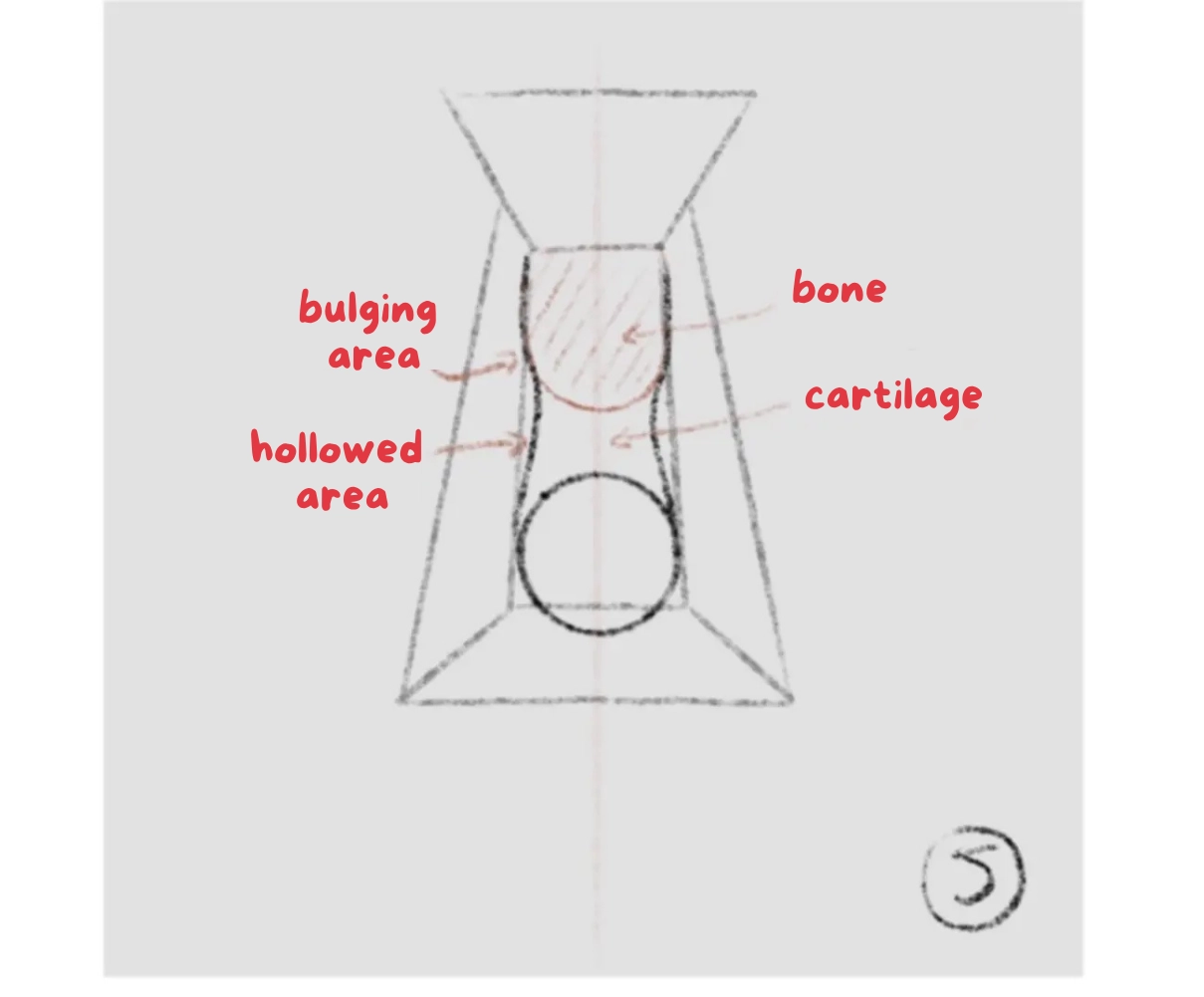 draw the basics of a nose from the front