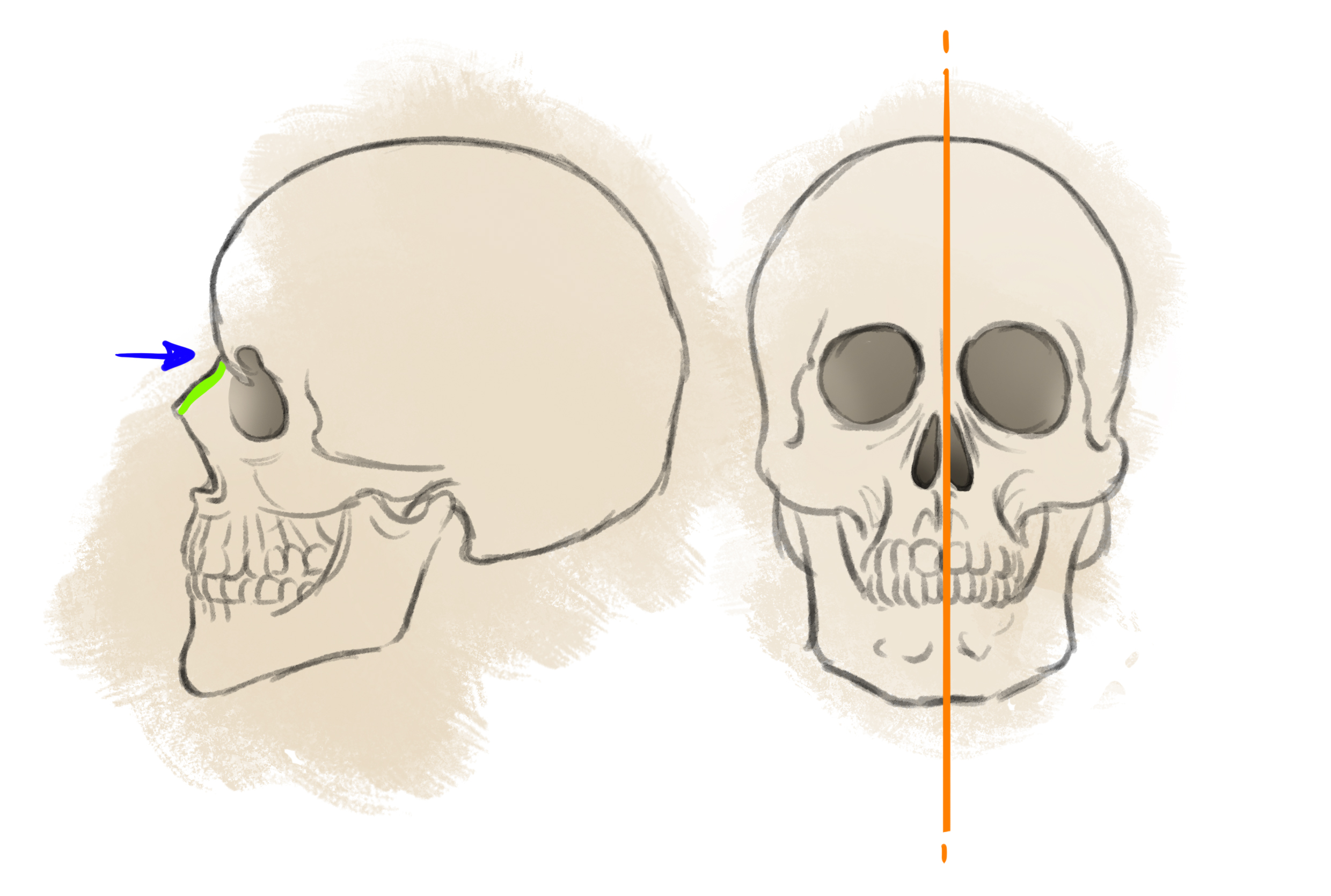 drawing of the nose on a human skull