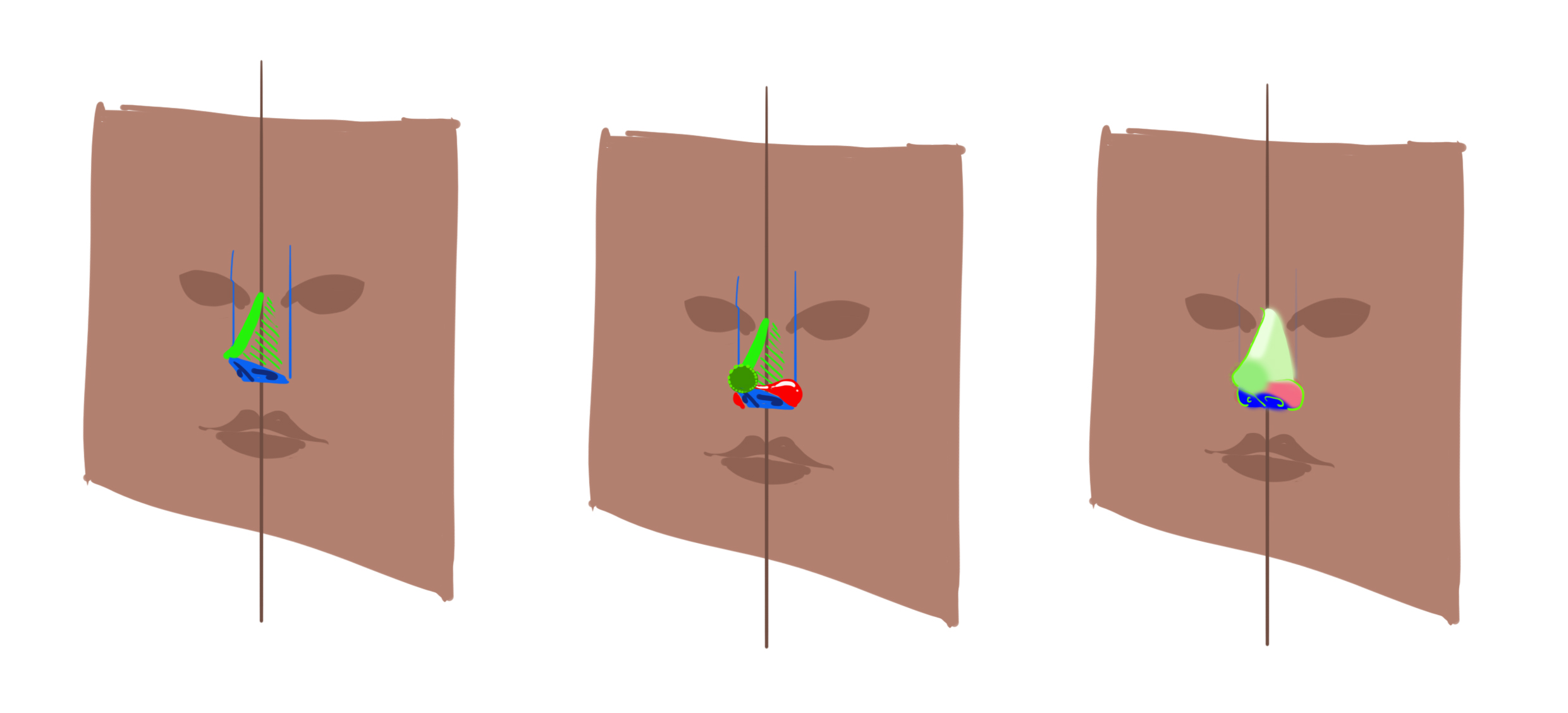 dessiner les bases et les volumes du nez
