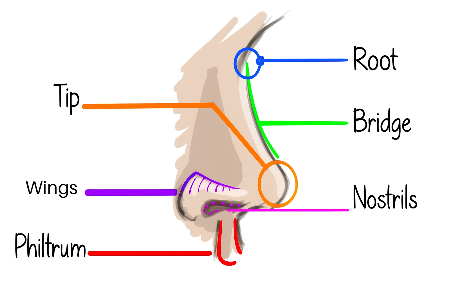 explanatory drawing of the different parts of the nose