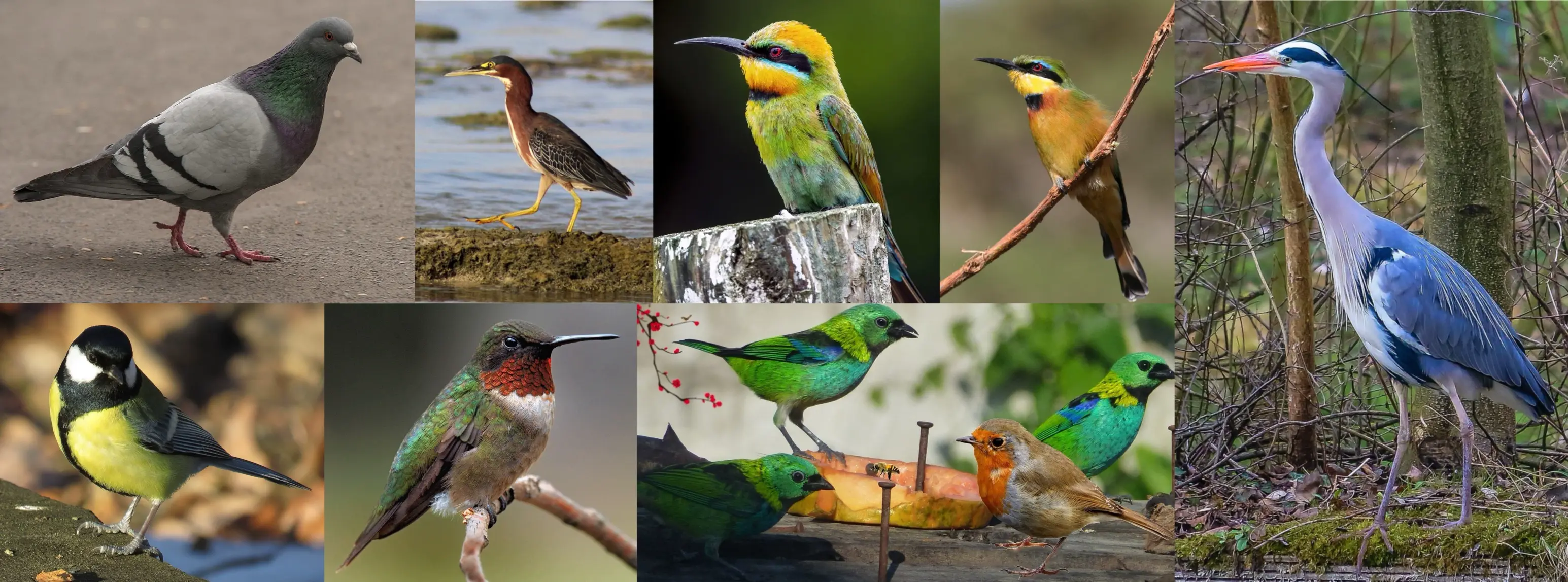 l’anatomie d’un oiseau