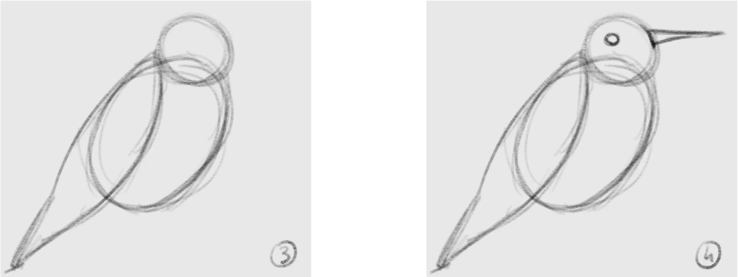 dessiner les ailes d’un oiseau