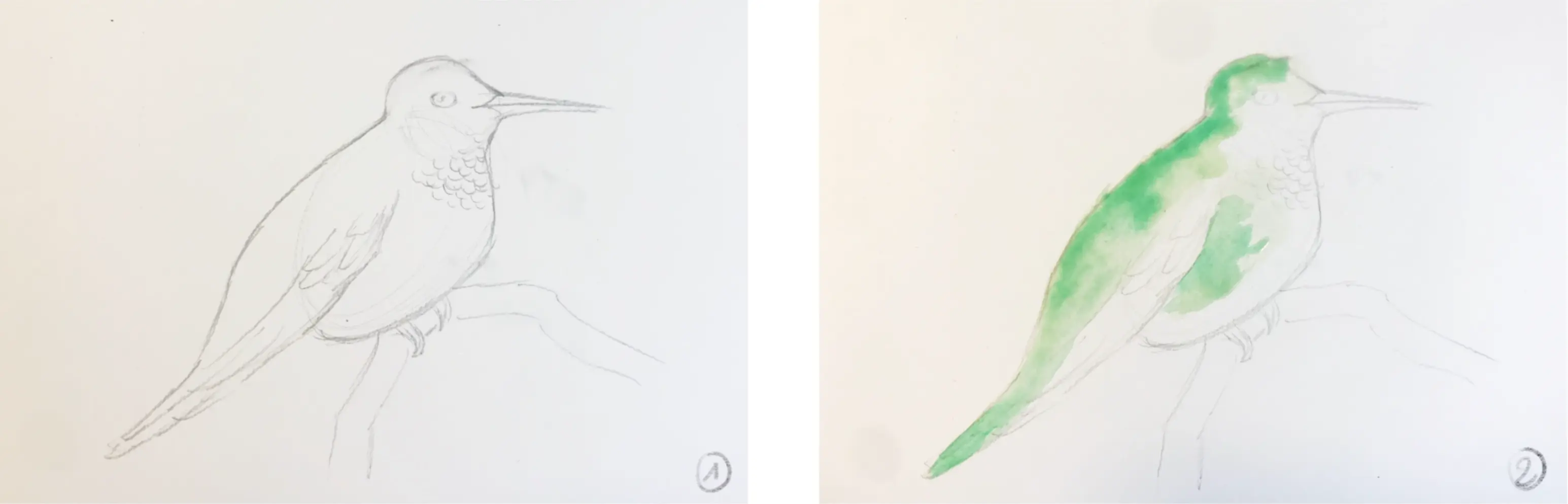 dessiner la base d’un oiseau à l’aquarelle