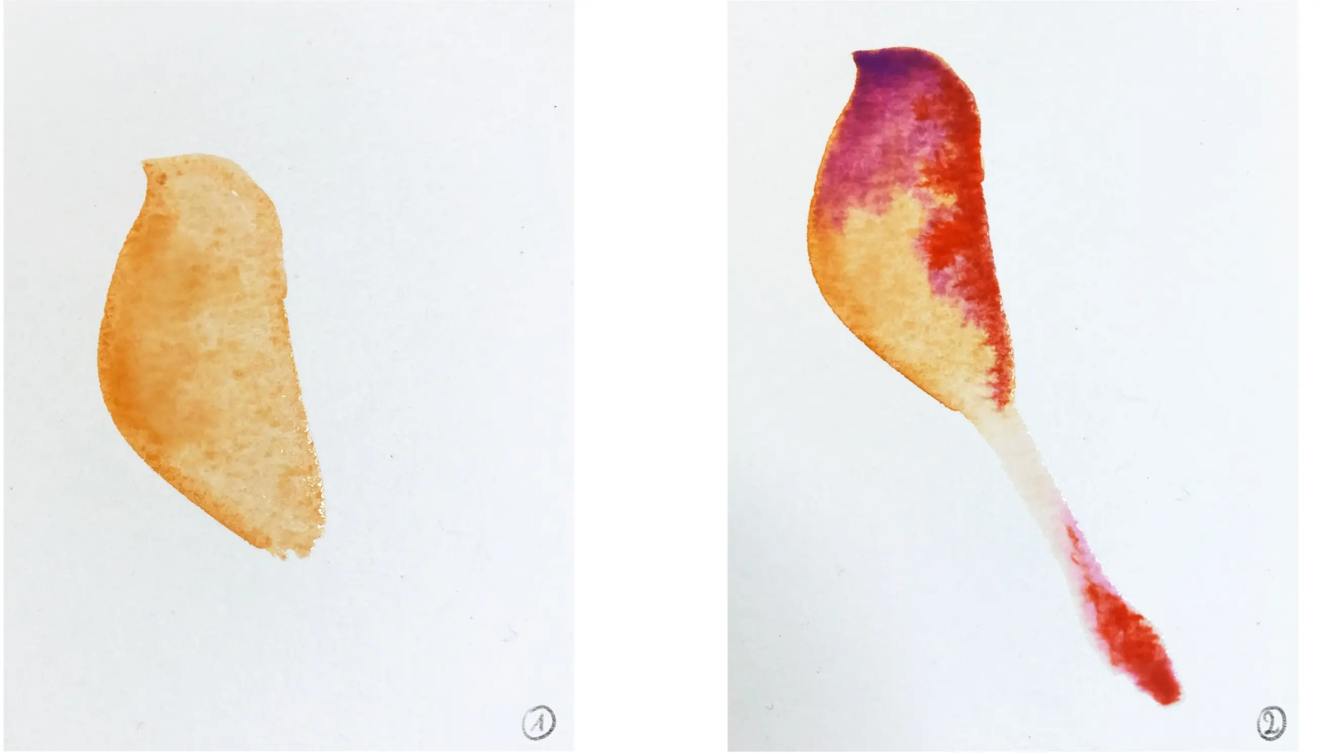 dessiner le corps d’un oiseau stylisé à l’aquarelle