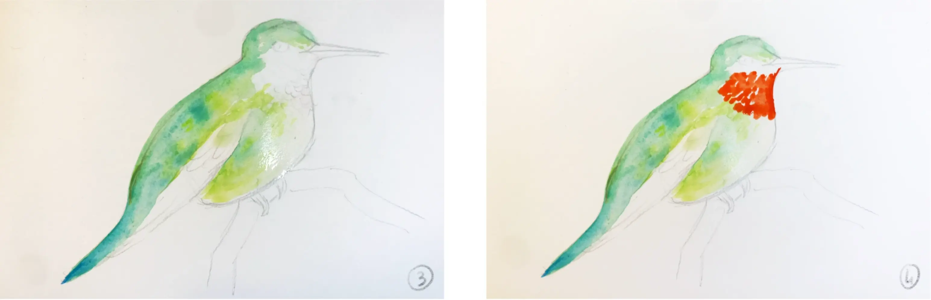 dessiner les couleurs d’un oiseau à l’aquarelle