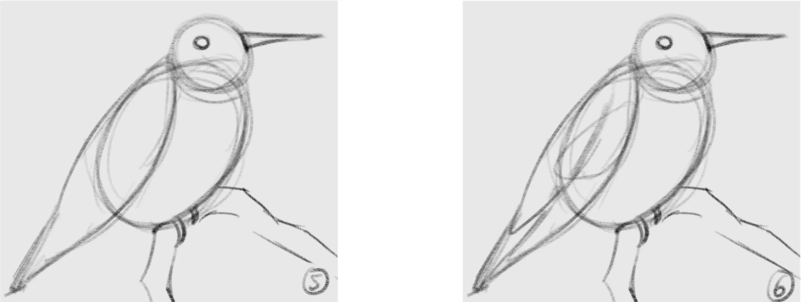 dessiner les pattes d’un oiseau