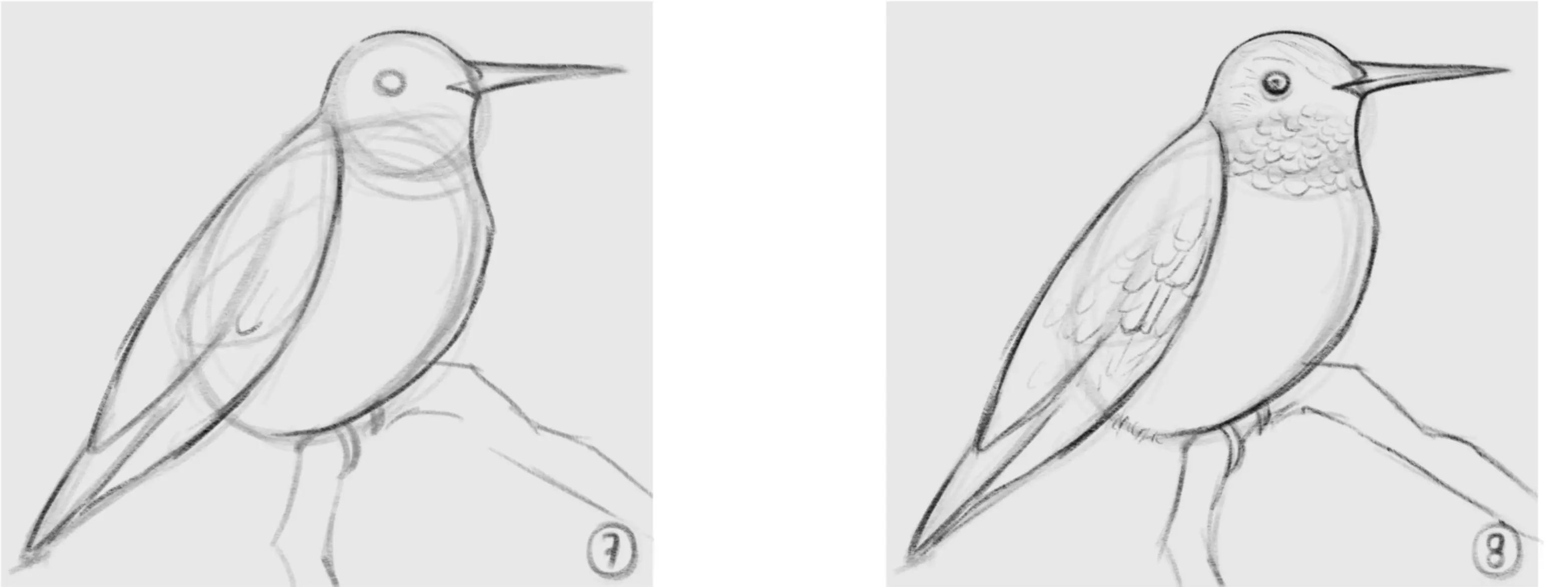 dessiner le plumage d’un oiseau